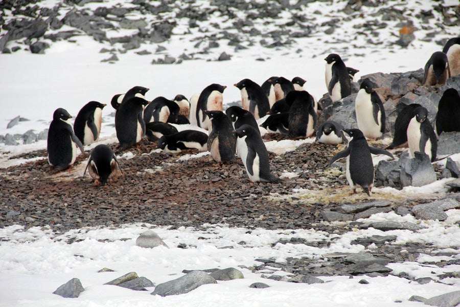 Adelie Penguins at Palmer.