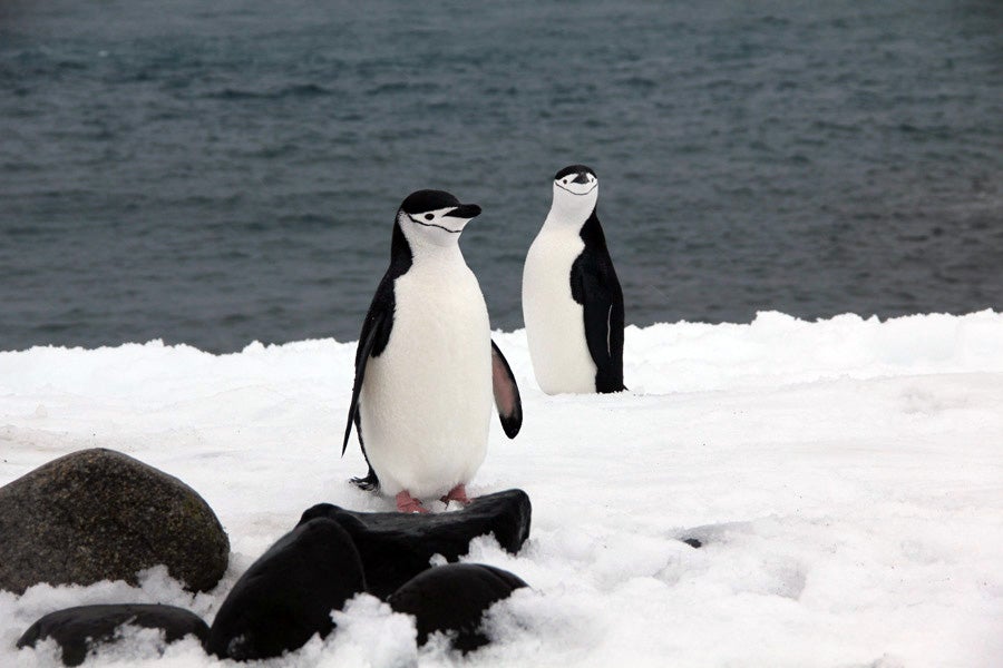 Chinstrap penguins on Livingston Island.