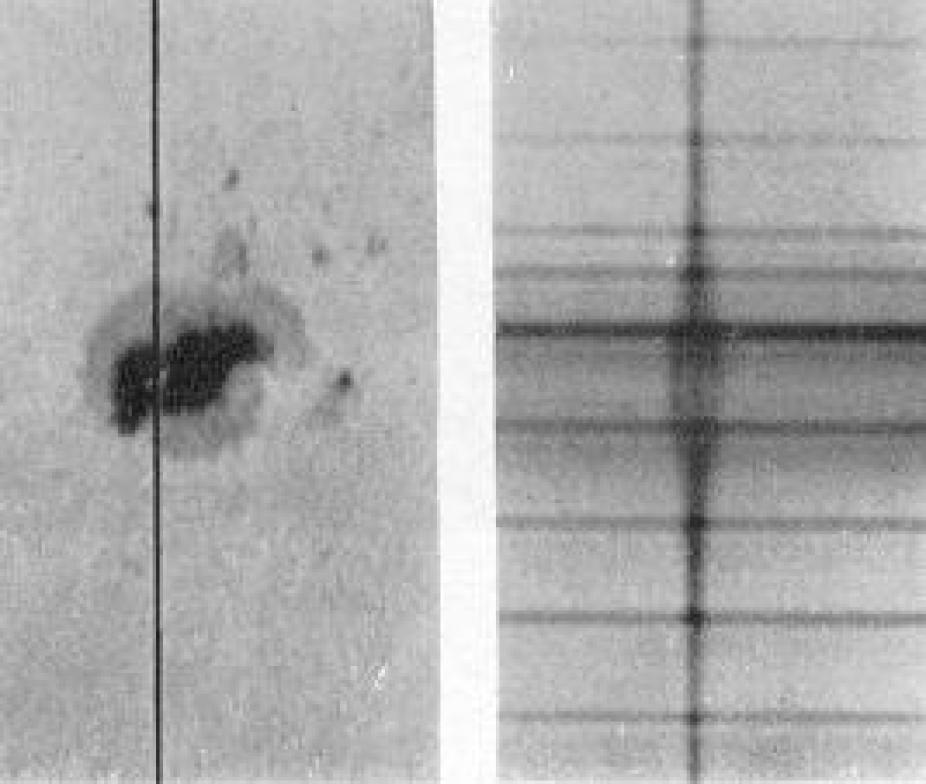 Magnetically-induced Zeeman splitting in the spectrum of a sunspot