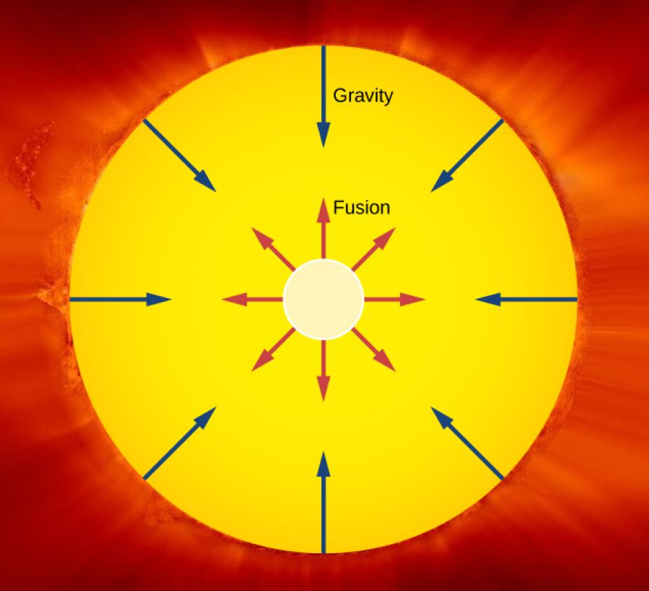 The outward pressure of fusion balances the inward force of gravity