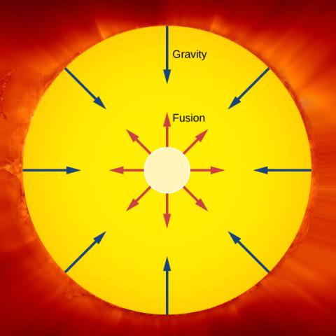 The outward pressure of fusion balances the inward force of gravity
